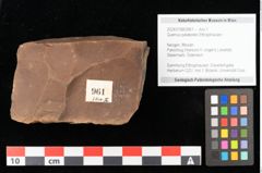 Foto (Objekt + Etikett) von Quercus palaeoilex Ettingshausen (NHMW-GEO-2024-0188-0961)